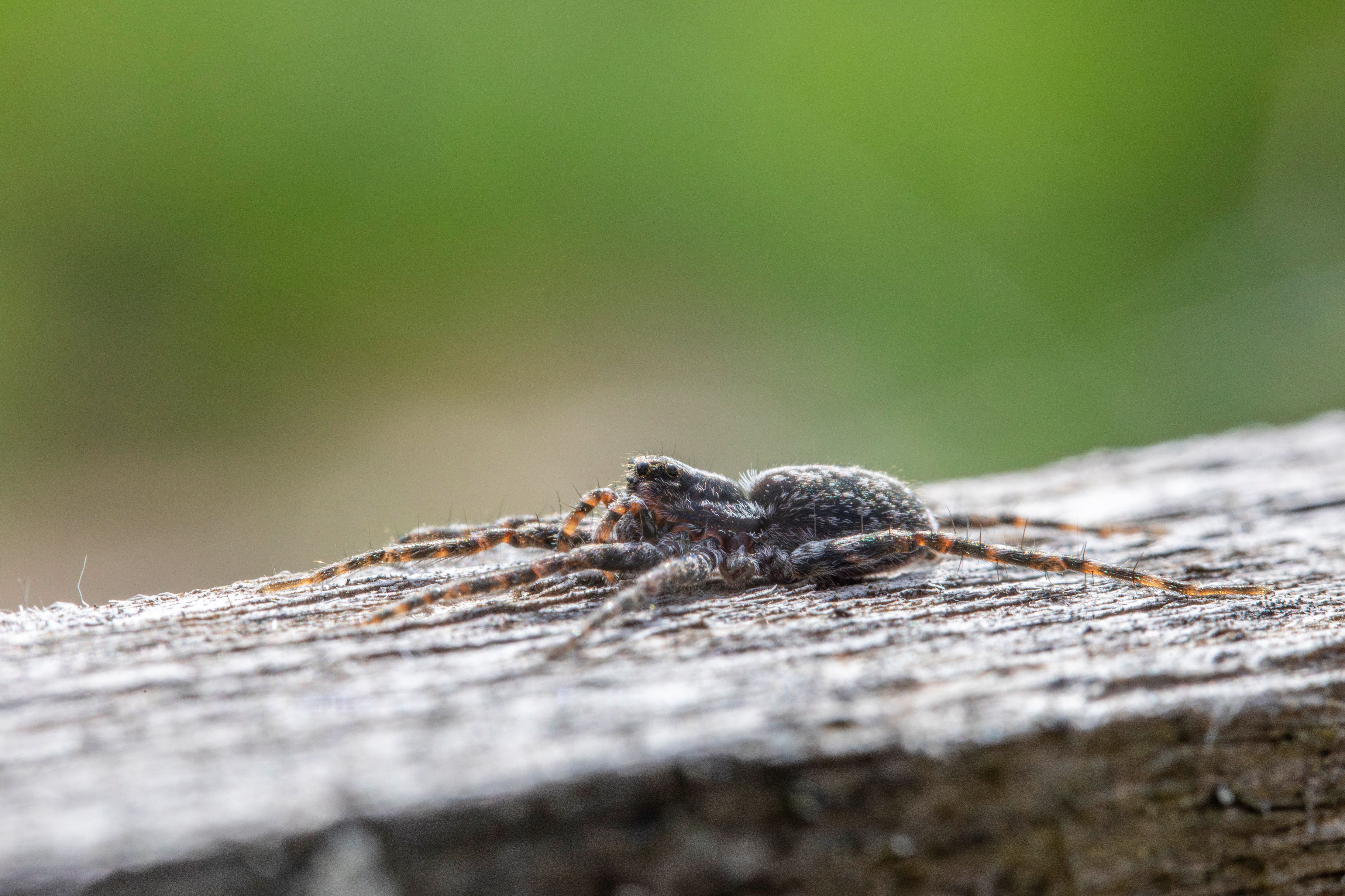 Outdoor close-up of a jumping spider.