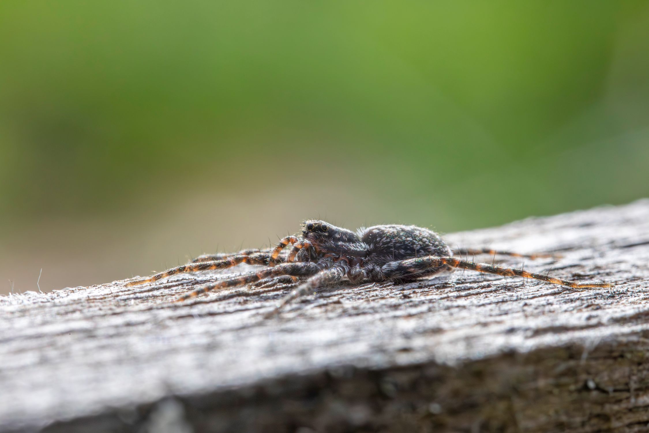 Outdoor close-up of a jumping spider.