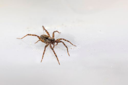 Free Macro shot of a spider resting on a white surface, highlighting its intricate details. Stock Photo