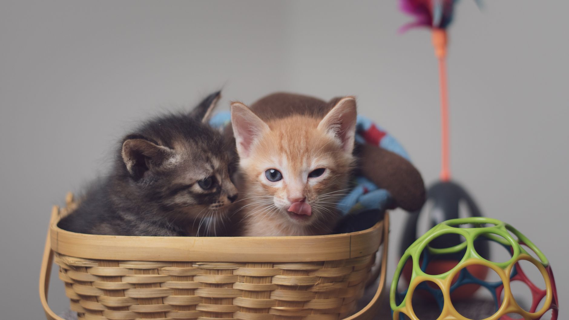 Two tabby kittens