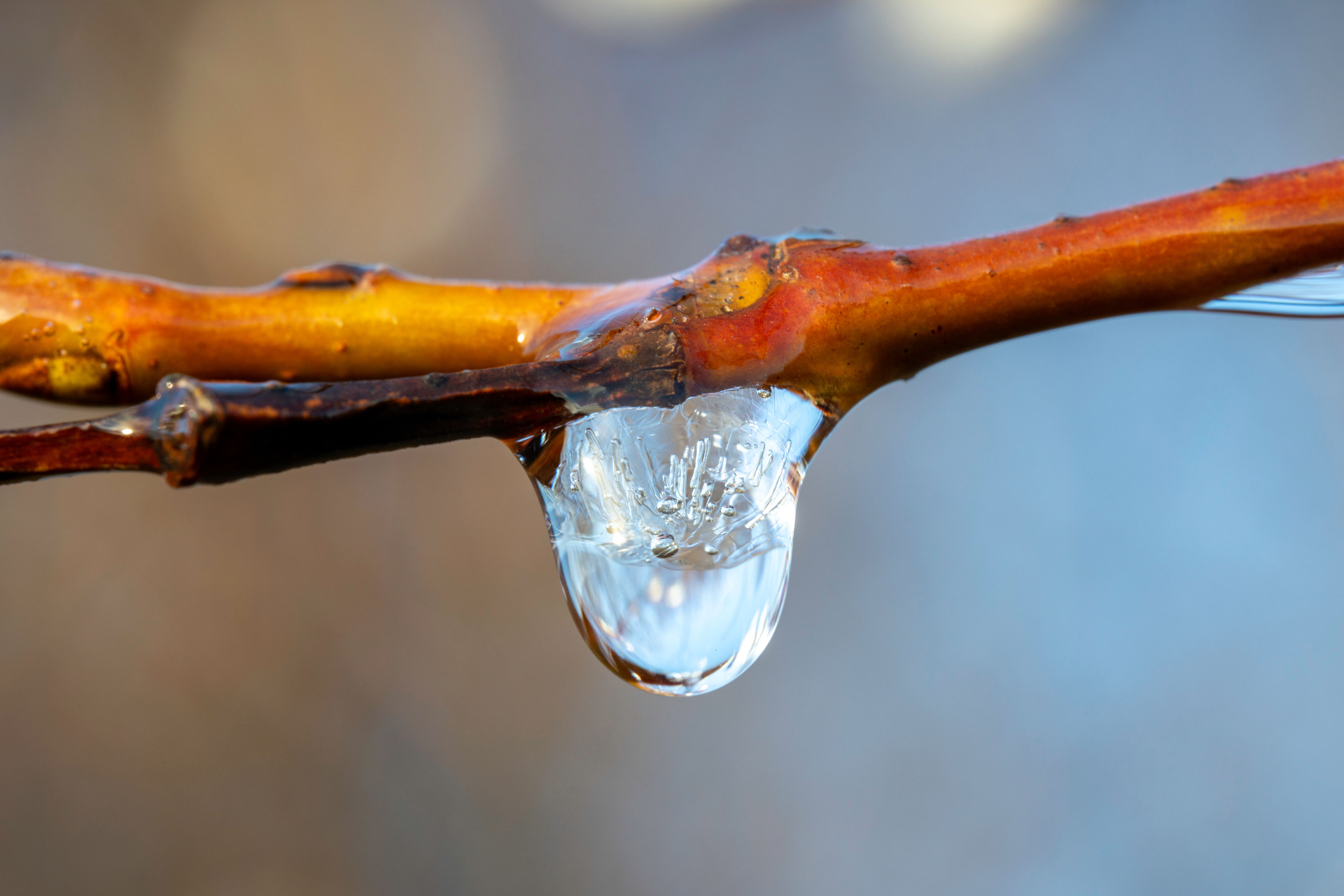 Tree Branch Covered With Frosted Ice · Free Stock Photo