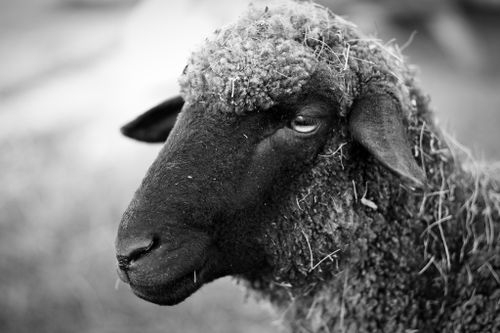 Free Monochrome close-up of a black sheep's face, showcasing wool texture. Stock Photo