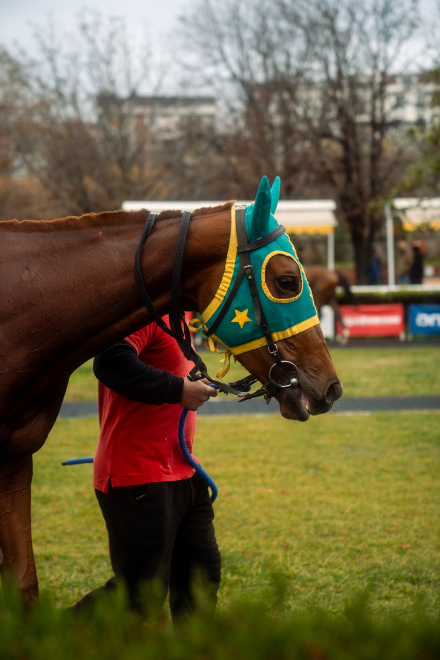 Nepal's Oscar Horse Just Left the Station and Ten Countries Bought a Ticket