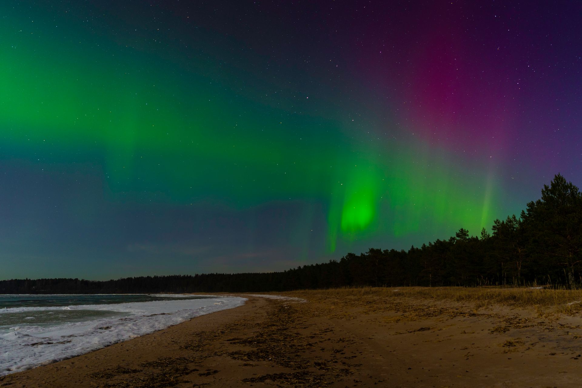 Aurora borealis dances over a quiet sandy beach and forest, illuminating the night sky.