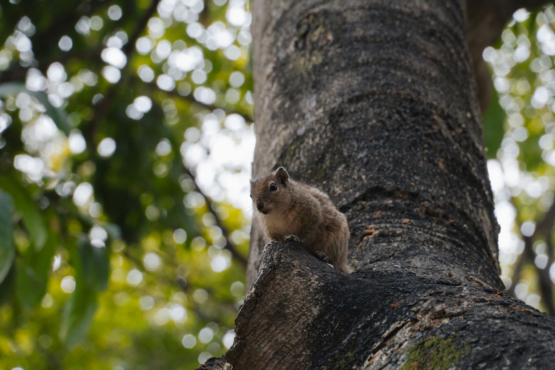 A closeup of a curious squirrel perched on tree bark in a serene Indian forest setting.