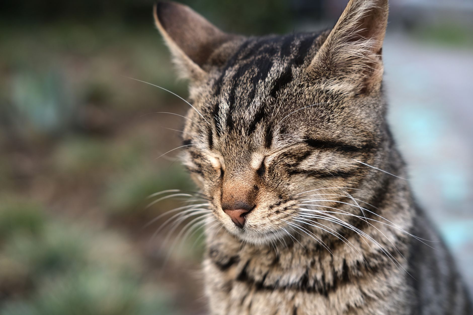 Veterinary care for a cat