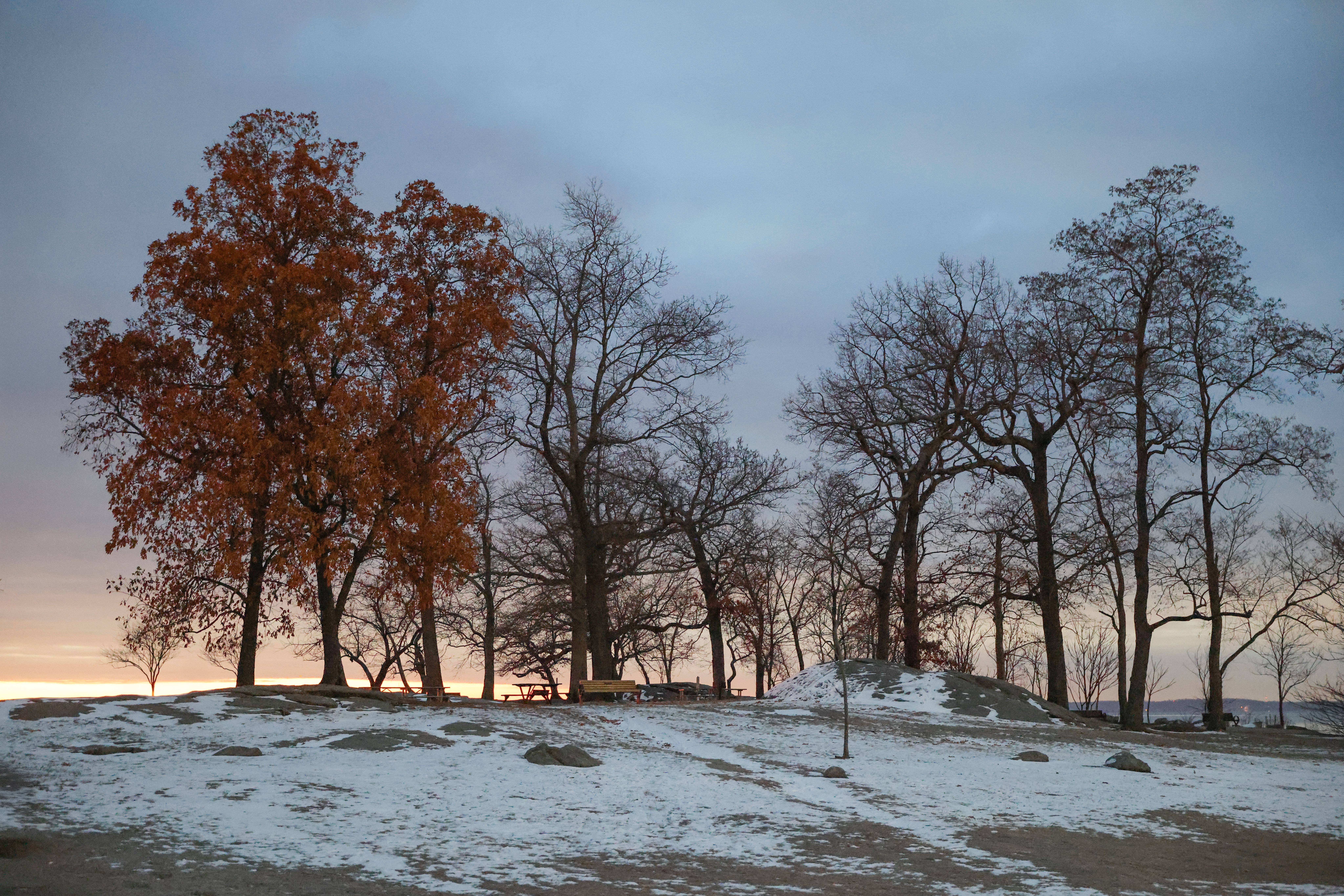 Snow-covered landscape with trees at dawn in Cove Island Park, Stamford.