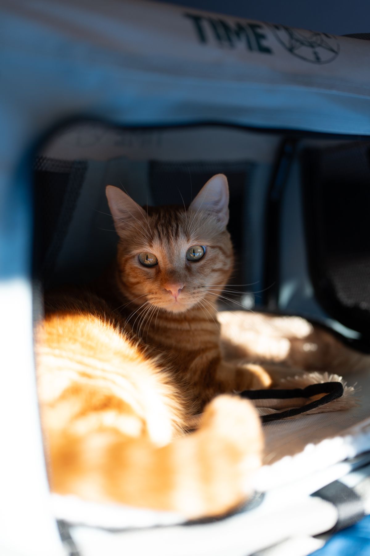 Orange cat resting inside an open soft-sided carrier