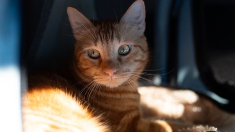 Urlaub mit Katze: Mitnehmen oder zu Hause betreuen lassen?