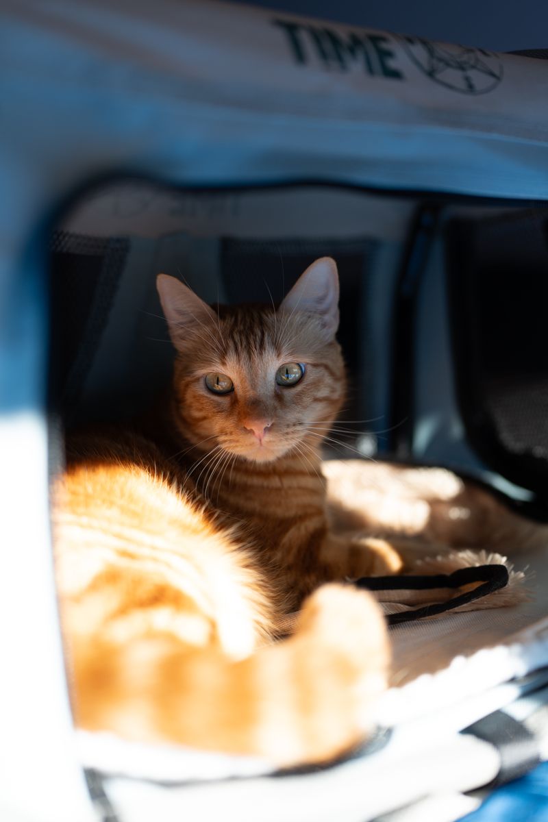 Gato en su transportín en Anlú