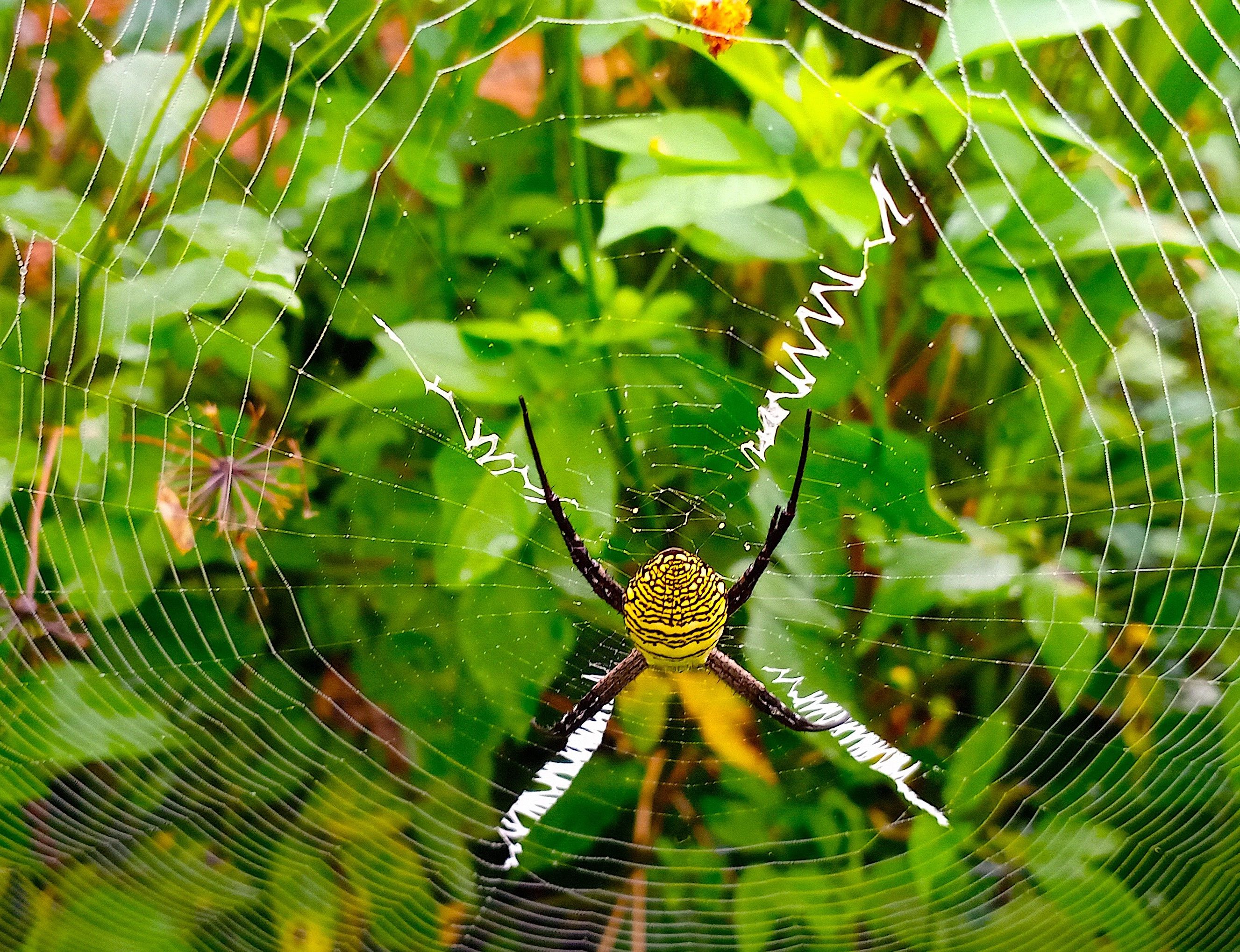 Primer Plano De Una Araña De Jardín En Su Telaraña En Una Vegetación ...