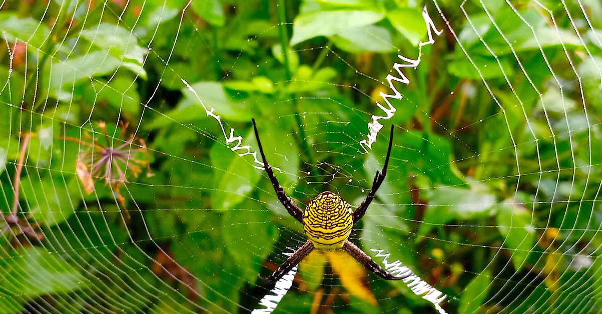 Primer Plano De Una Araña De Jardín En Su Telaraña En Una Vegetación ...