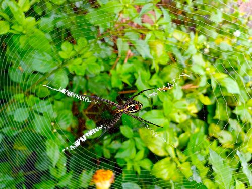 Free A detailed view of a spider on its web, surrounded by lush green leaves. Stock Photo