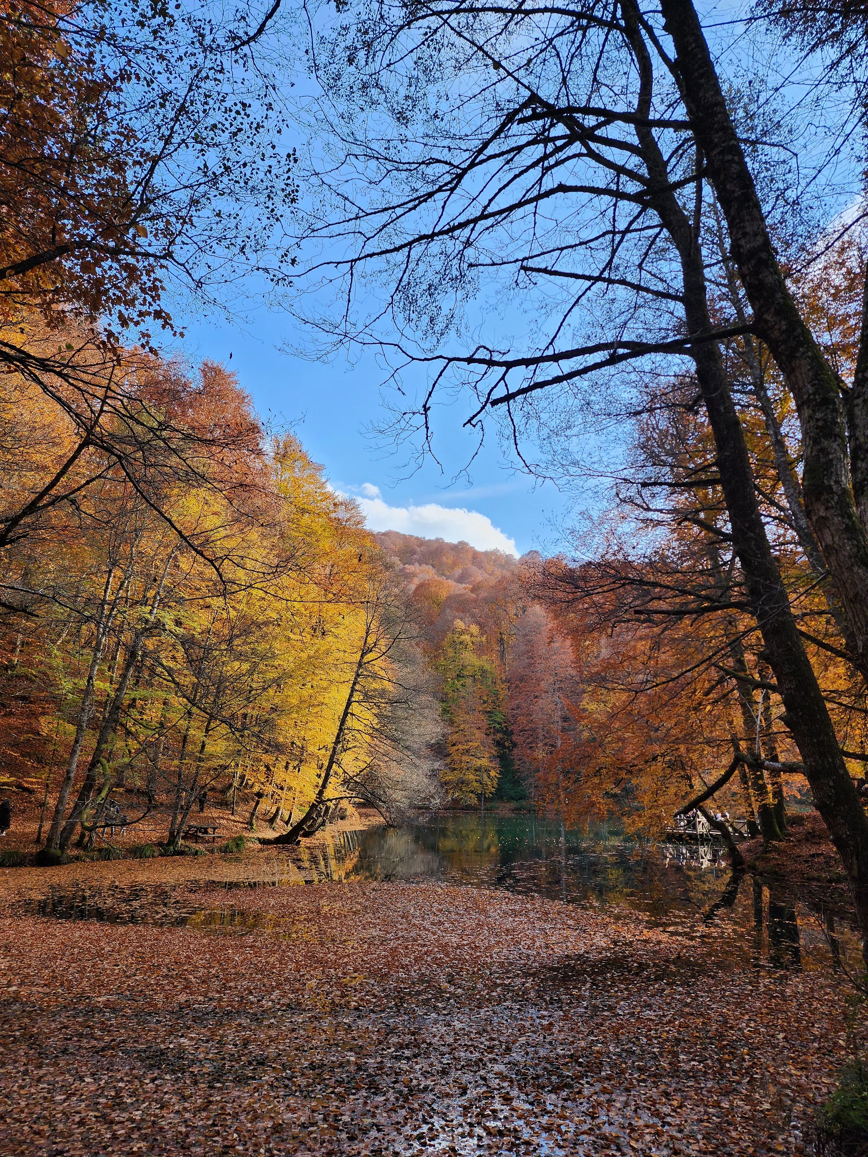 Serene Autumn Forest Reflection in Tranquil Lake · Free Stock Photo