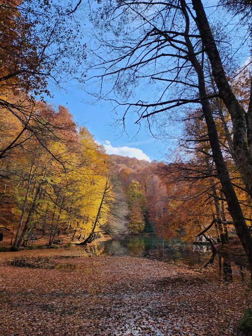 Free Beautiful autumn forest scene with vibrant foliage reflecting in a calm lake under a bright blue sky. Stock Photo