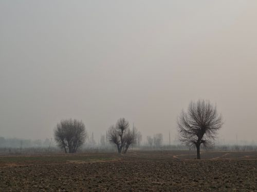 Free Moody landscape featuring bare trees in a foggy field under overcast skies. Stock Photo