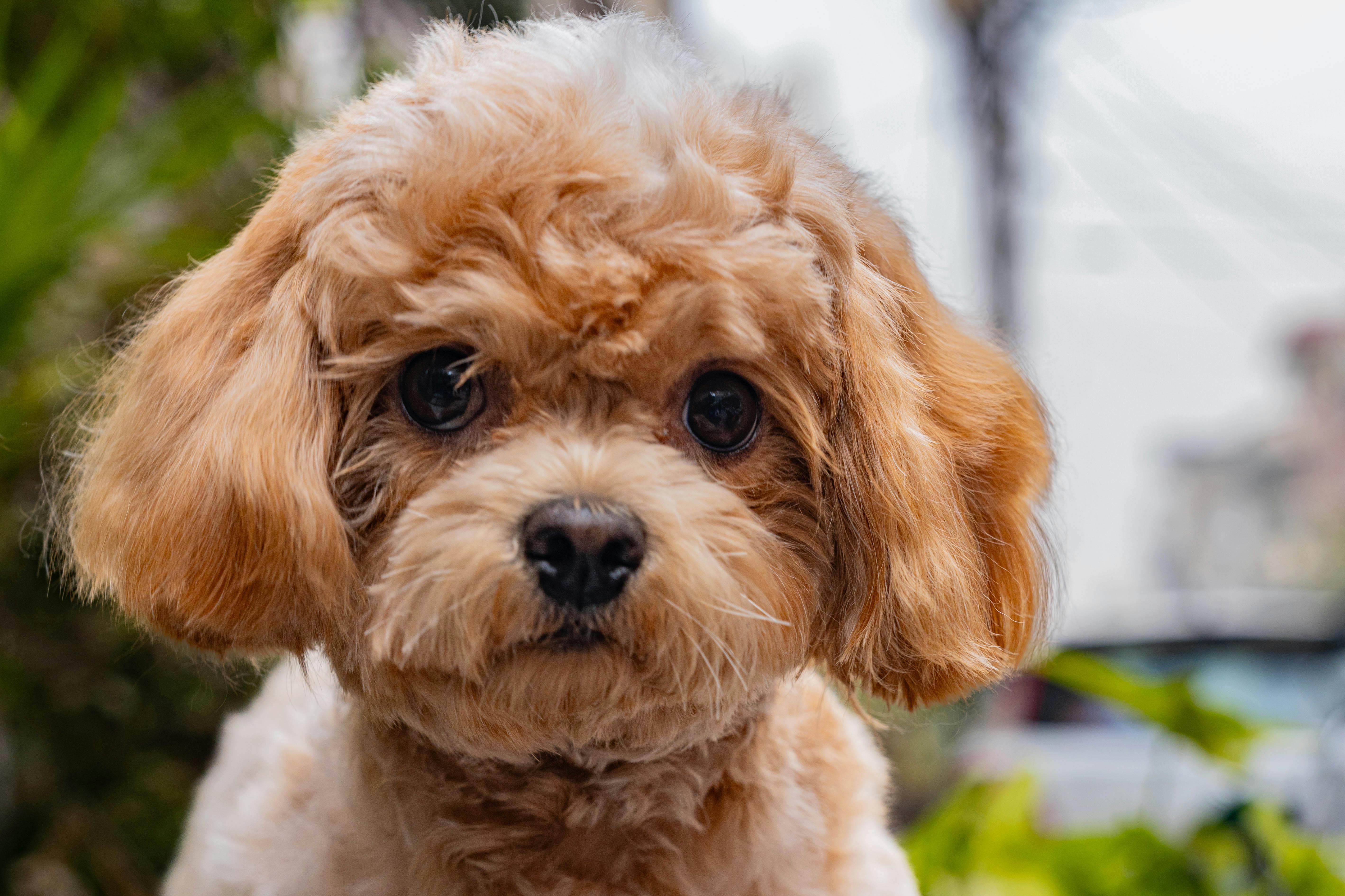 Rapawzel Dog Grooming &amp; Daycare Opens New Location on Manhattan’s Upper West Side — Photo by Manish Sharma on Pexels