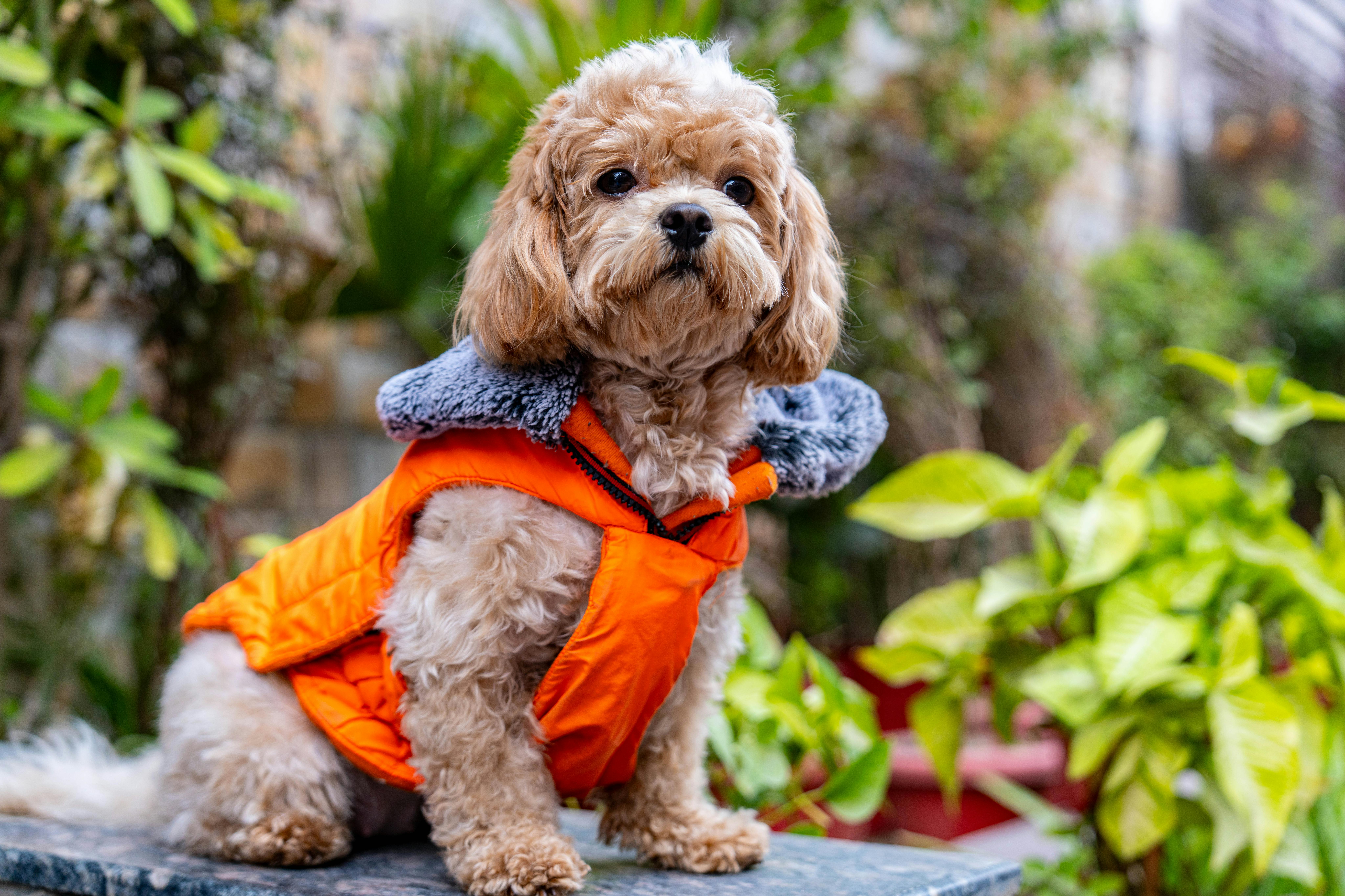 pet insurance veterinary costs — Photo by Manish Sharma on Pexels
