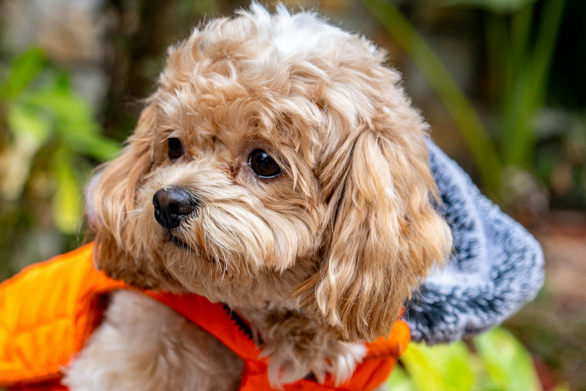 C'est un chiot mignon qui porte une veste chaude et orange vif à l'extérieur, parfait pour les animaux de compagnie et la mode.