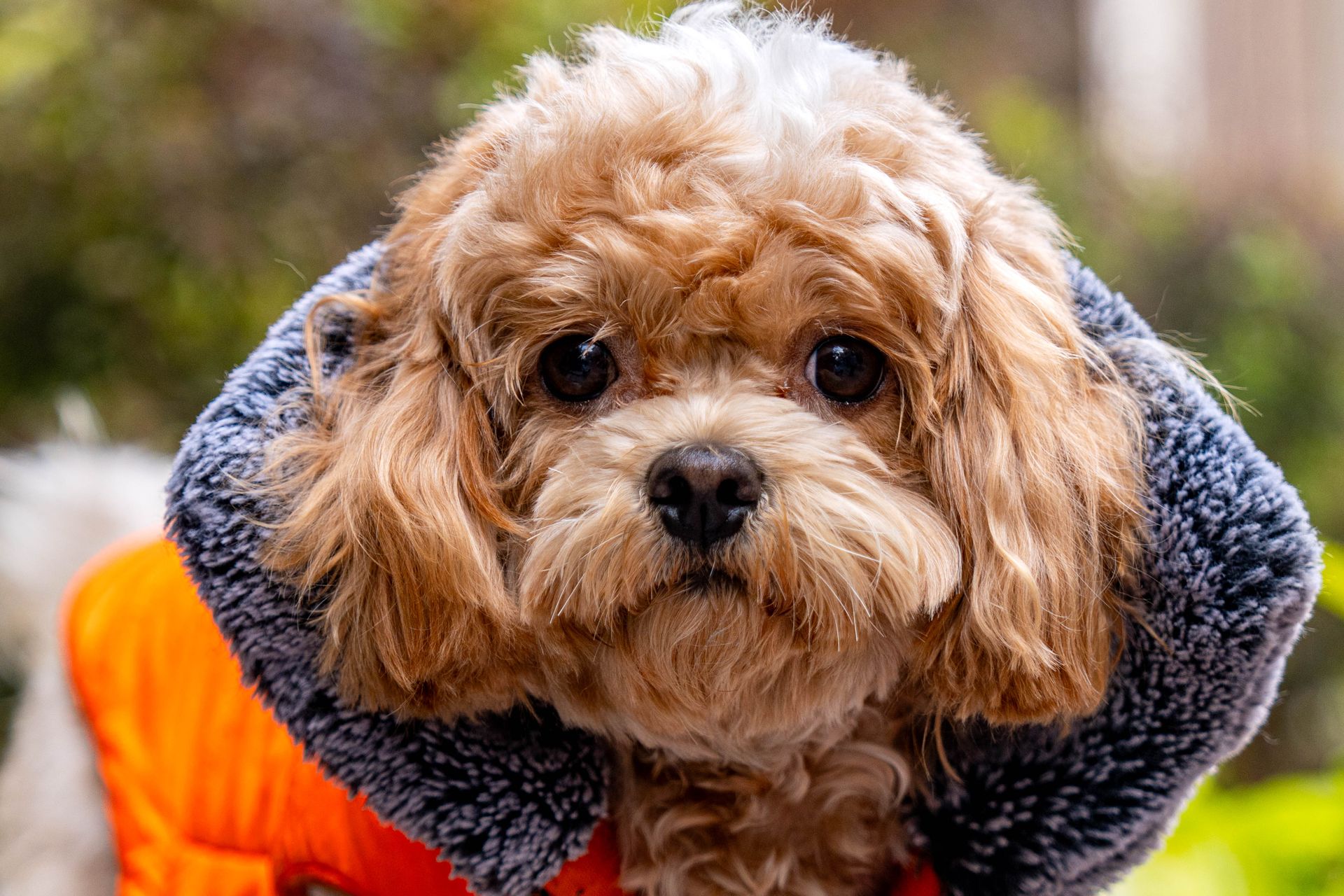 Cute Cavapoo dog wearing a snug jacket outdoors. Perfect for pet and lifestyle themes.