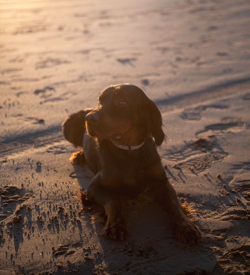 Free A dog lies on a sandy beach during sunset, creating a tranquil and warm atmosphere. Stock Photo