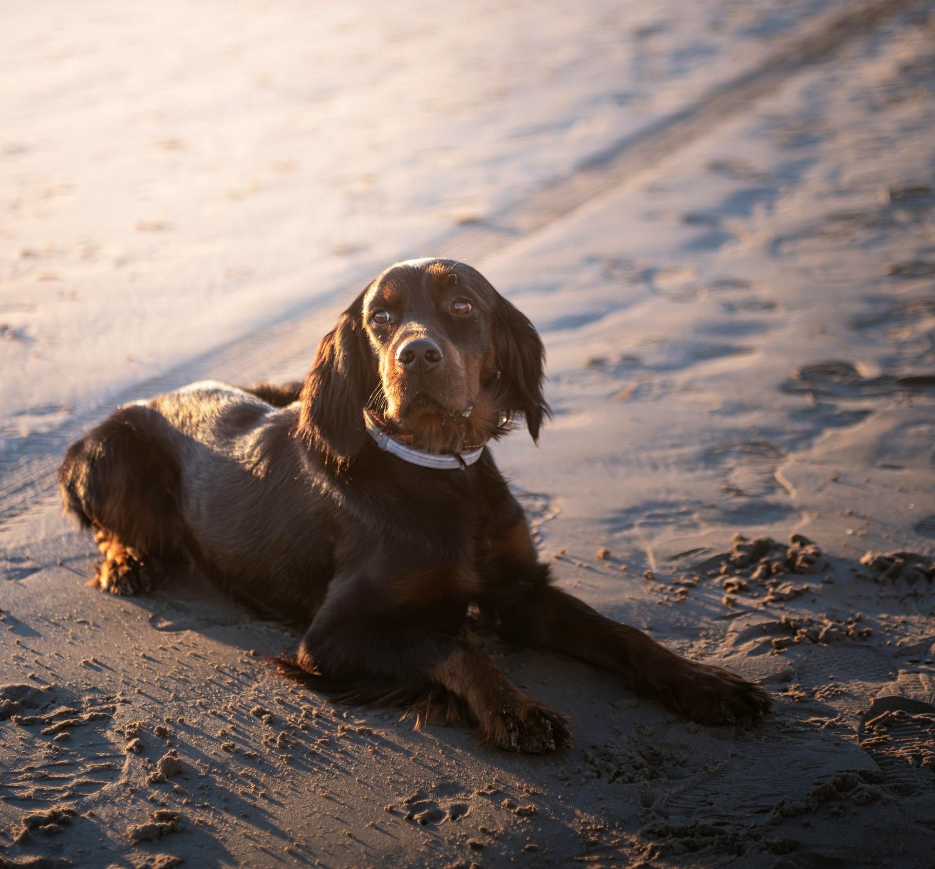 A Gordon Setter dog lying on a sandy beach at sunset, enjoying the serene atmosphere.