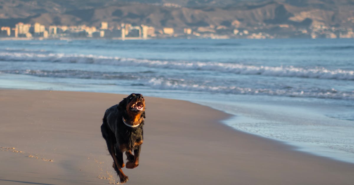 Rottweiler Dog With Children Playing
