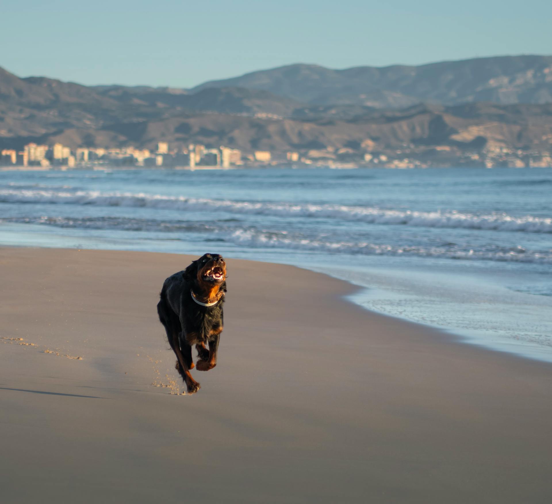 Vibrant Rottweiler joyfully running on a scenic beach with mountains in the background.