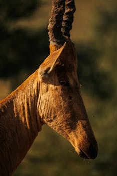 Close-up profile of a red hartebeest (Alcelaphus buselaphus caama) in its natural habitat during daylight.