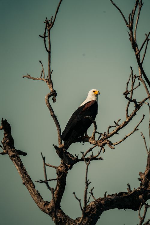 Free A majestic African Fish Eagle perched on a leafless tree against a clear blue sky. Stock Photo