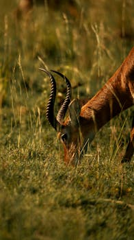 A serene antelope peacefully grazing in lush African grasslands.