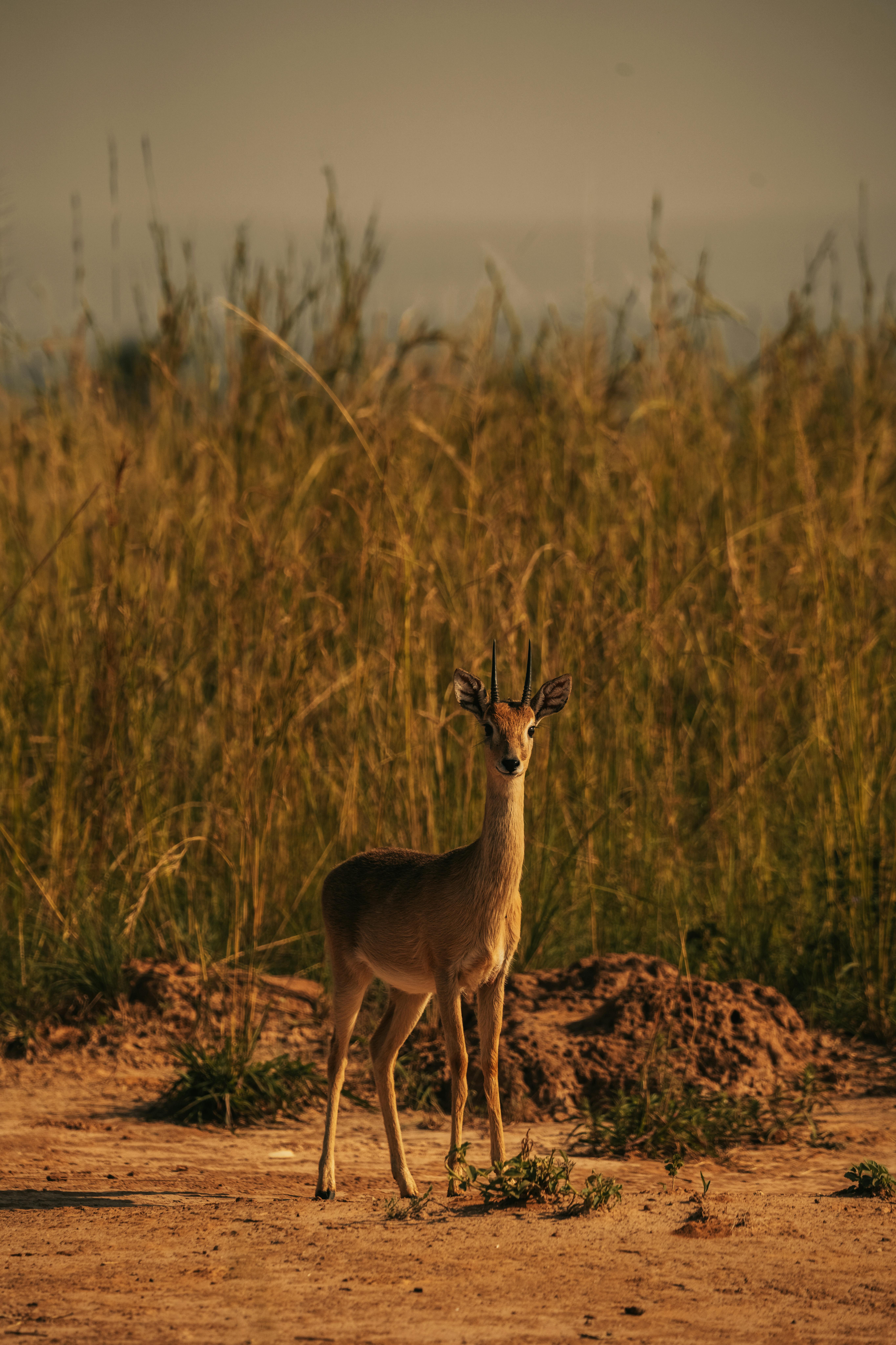 Gratuit Élégante jeune antilope debout dans un environnement de savane ensoleillé. Photos