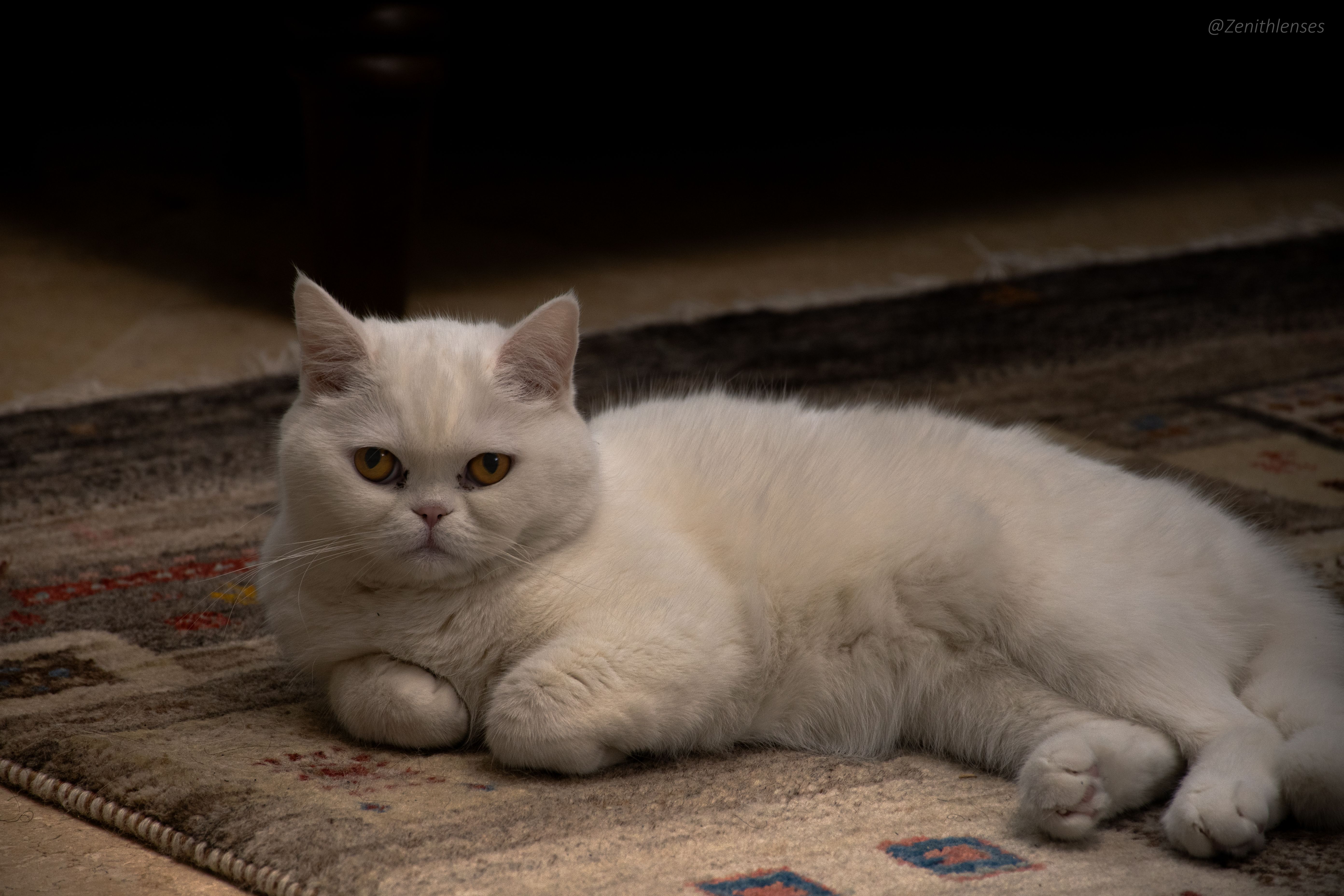 Cat Jpg Photos, Download The BEST Free Cat Jpg Stock Photos & HD Images