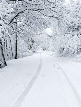 Tranquil winter forest covered in fresh snow, creating a serene path.