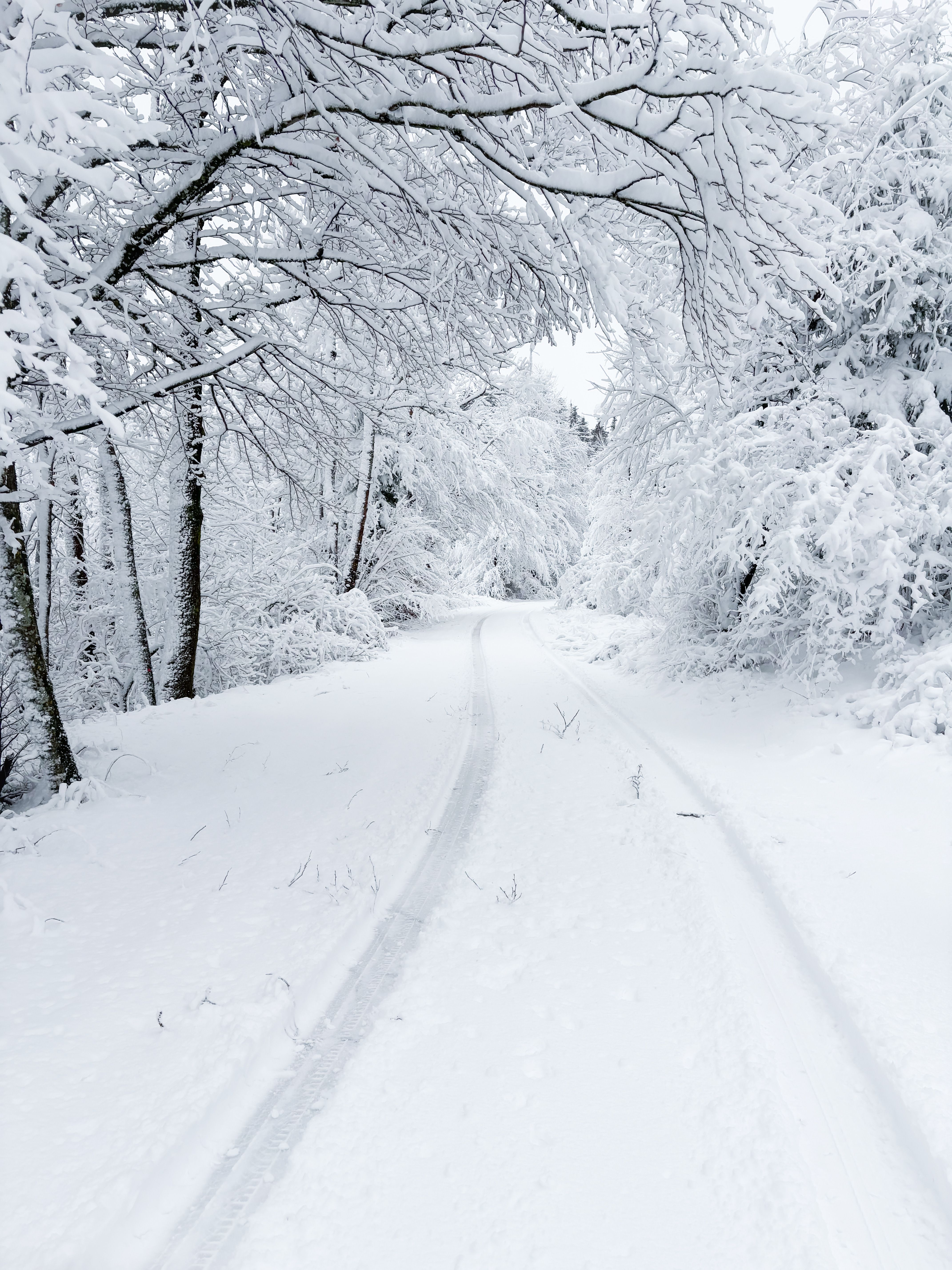 Snowy Forest Path in Winter Wonderland Scene · Free Stock Photo