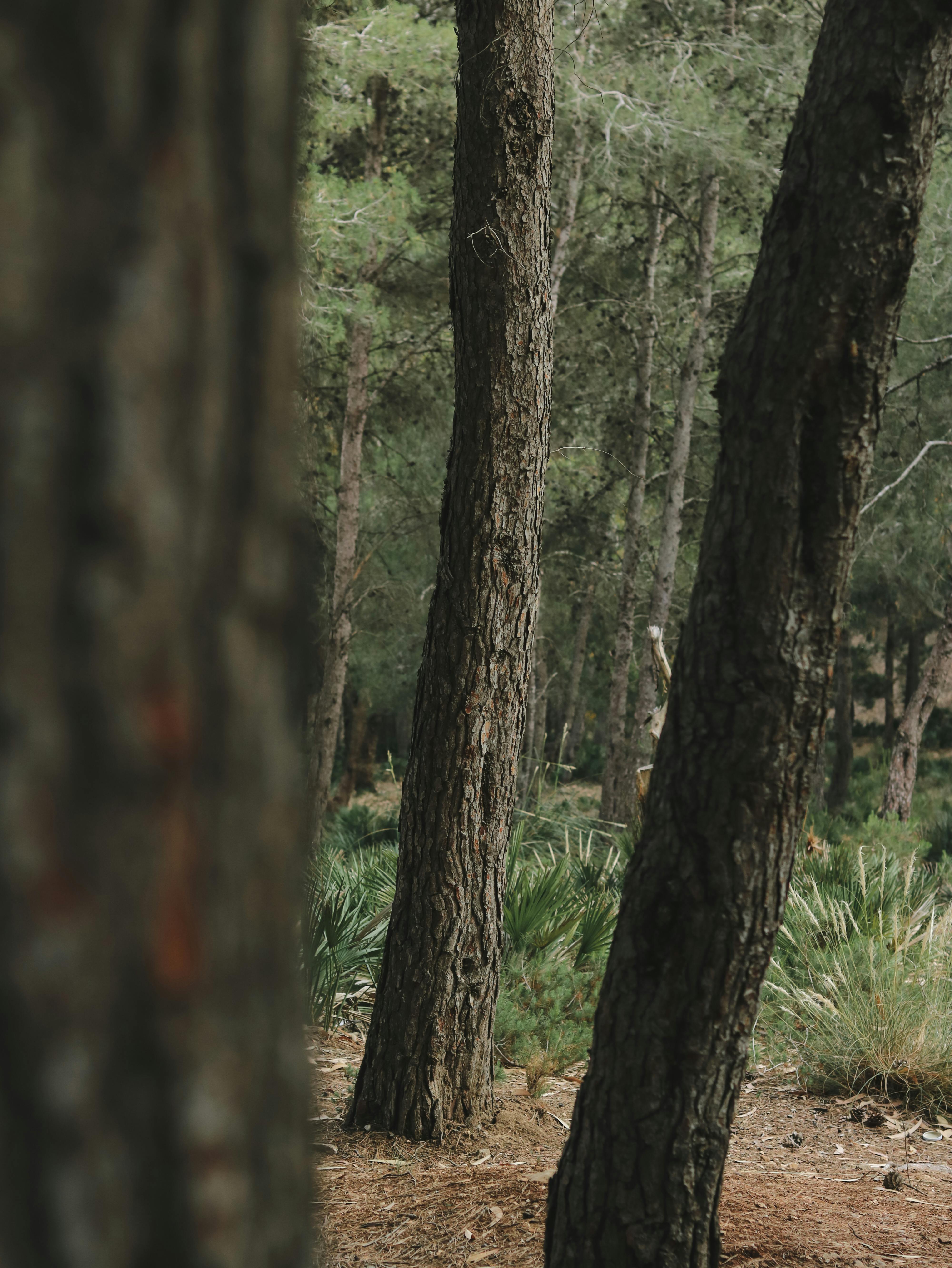 Lush Green Forest with Flowing Stream Surrounded by Ferns and Tall Trees in  Tranquil Nature Scene 69494949 Stock Photo at Vecteezy, image size:4000x5328