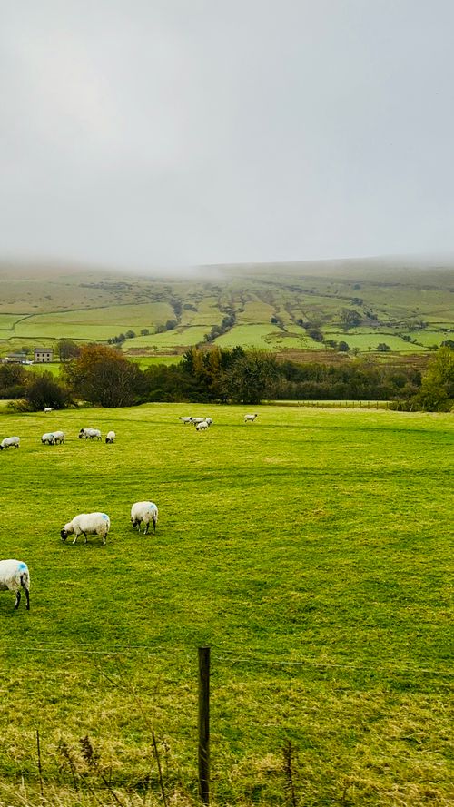 Free Sheep’s in the fields Stock Photo