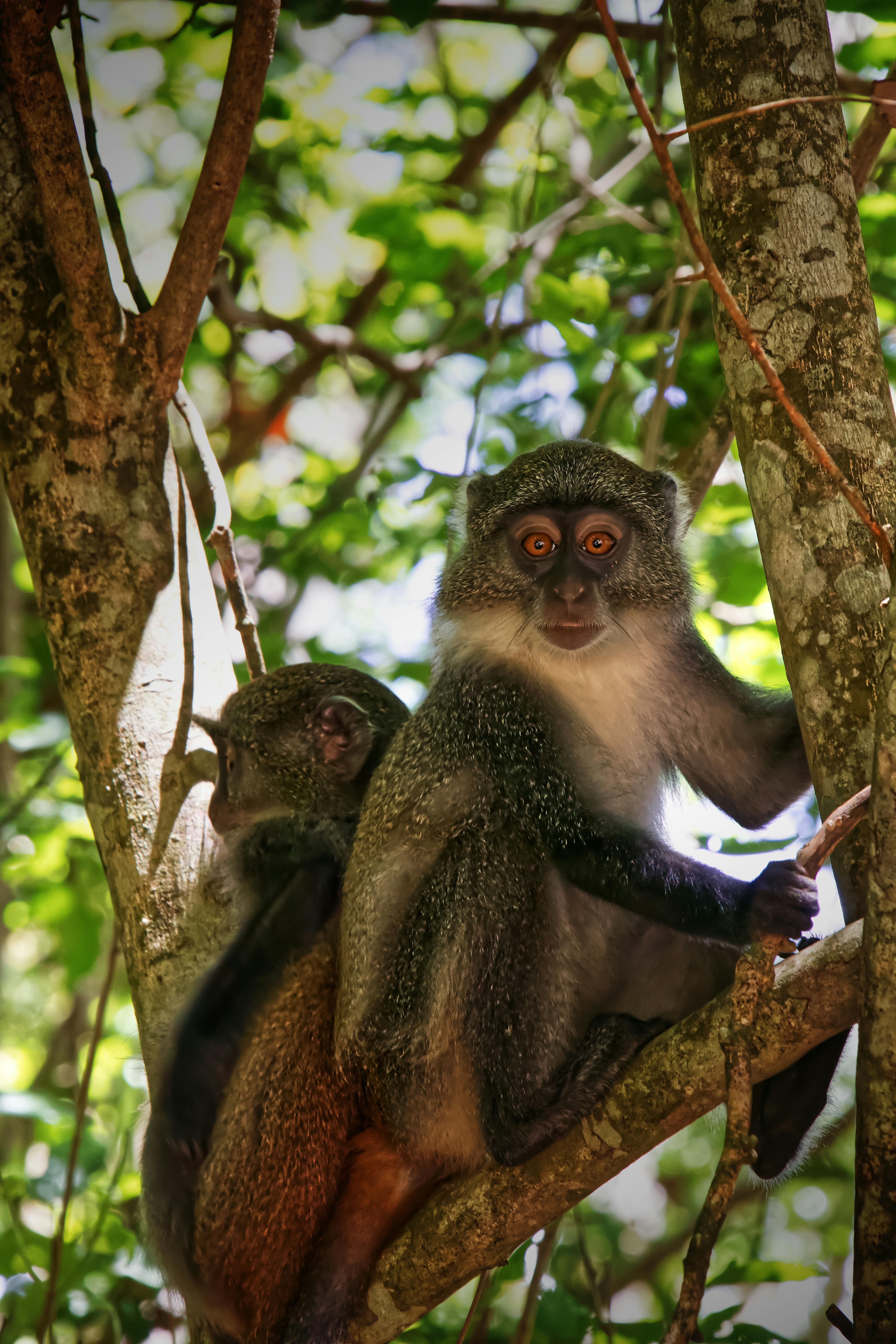 Two Syke's monkeys perched on branches in Watamu, Kenya's lush forest.