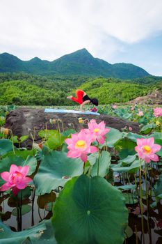 Woman practicing yoga amidst blooming lotus flowers in scenic Hội An, Vietnam.