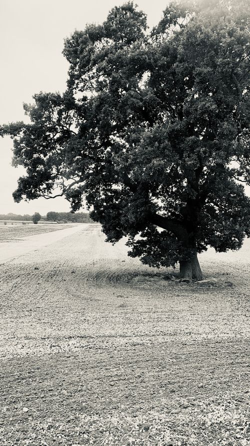 Free lonely  tree in a field  Stock Photo