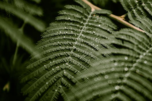 A close-up view of lush green fern leaves covered in dew droplets in Fatsa, Ordu, Türkiye.