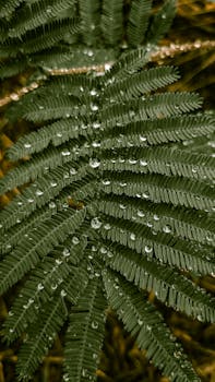 Macro view of a lush green fern leaf with dewdrops in Fatsa, Türkiye.