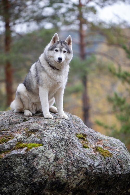 Free A Siberian Husky perched on a large rock in a forest setting during daylight. Stock Photo