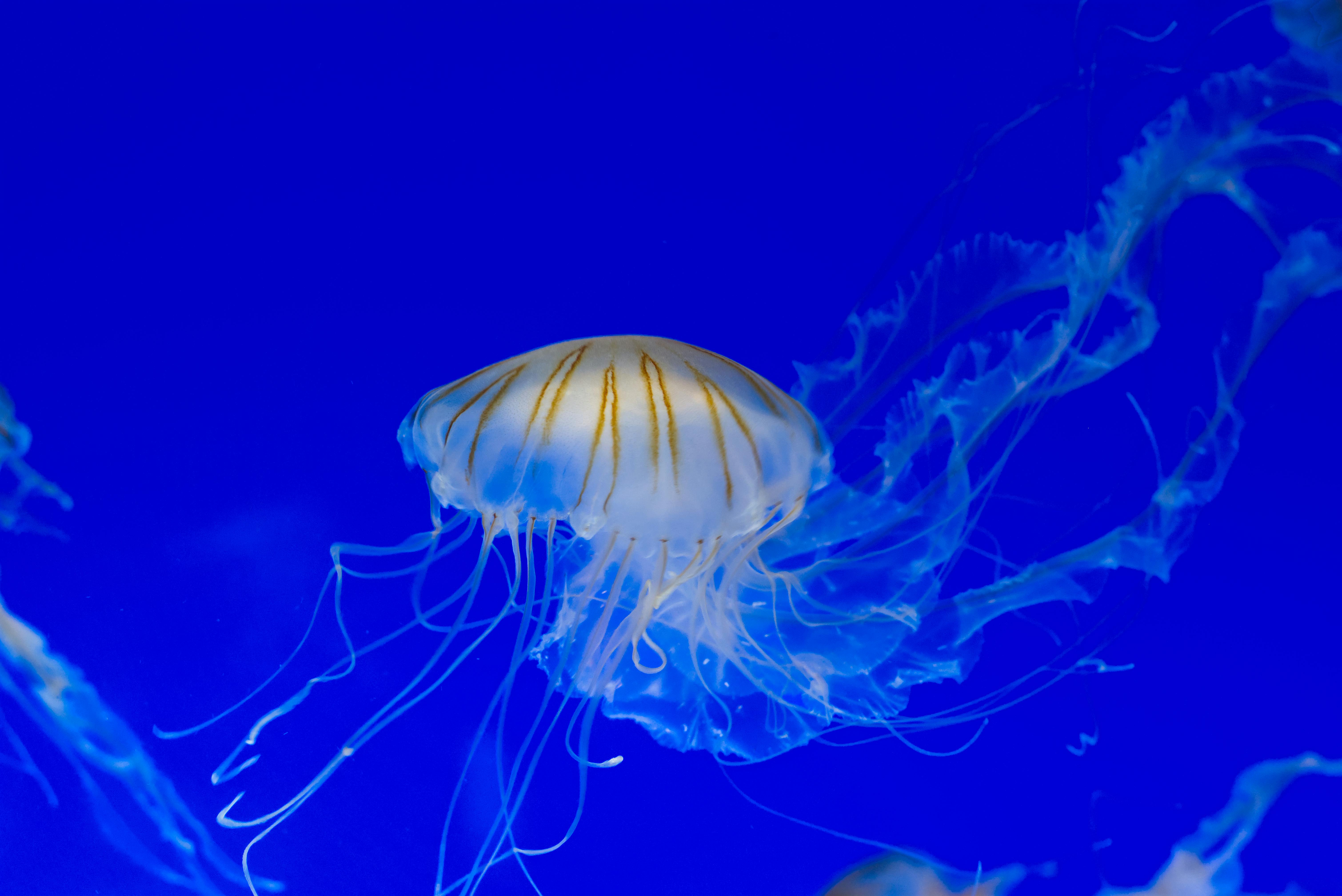 Responsible-Marine-Adventures-Dive-into-a-World-of-Eco-Conscious-Snorkeling-Diving-and-Underwater-Exploration