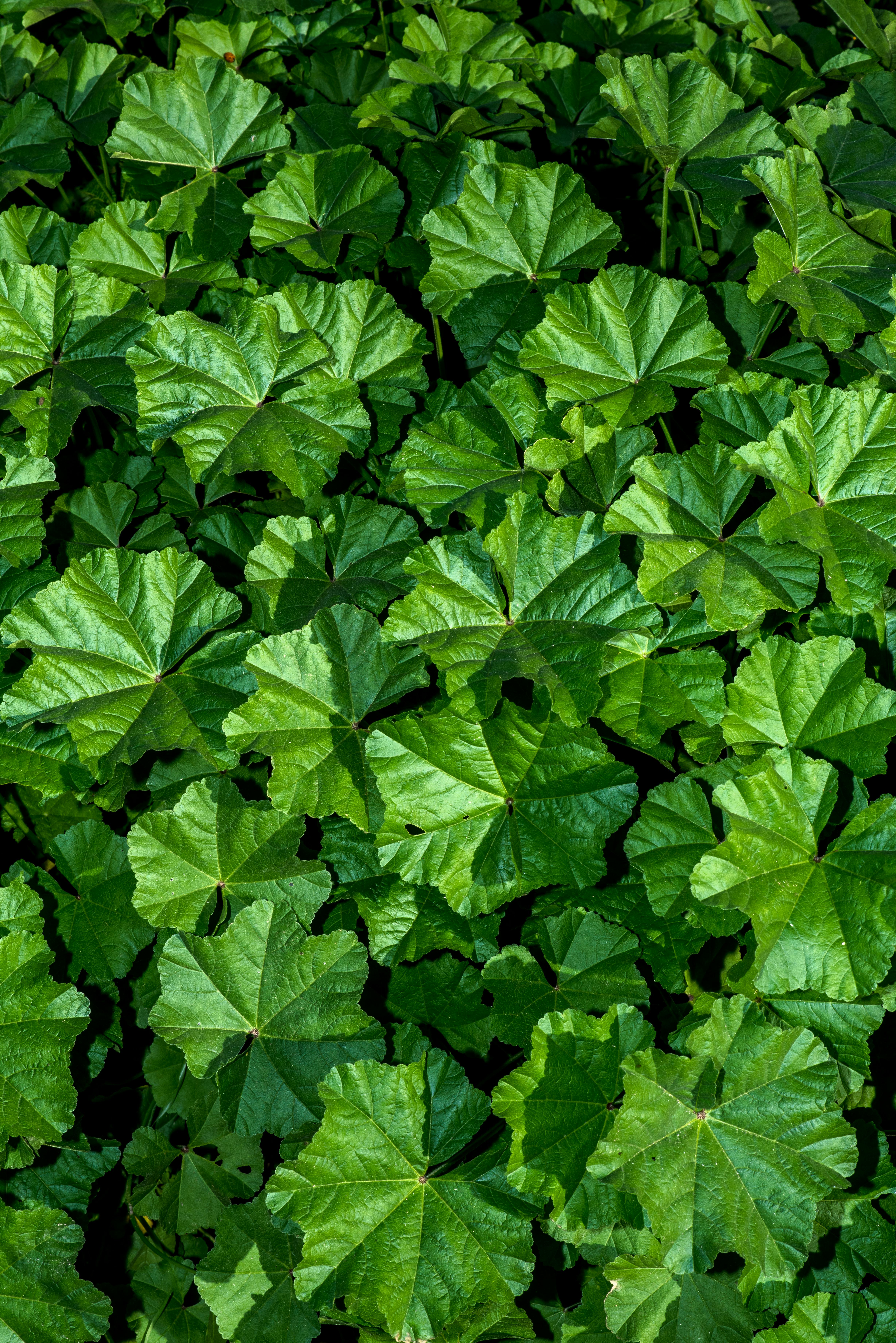 Vegetative Texture Photos, Download The BEST Free Vegetative Texture ...