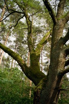 Capture of a towering oak tree embraced by verdant greenery in a tranquil forest.
