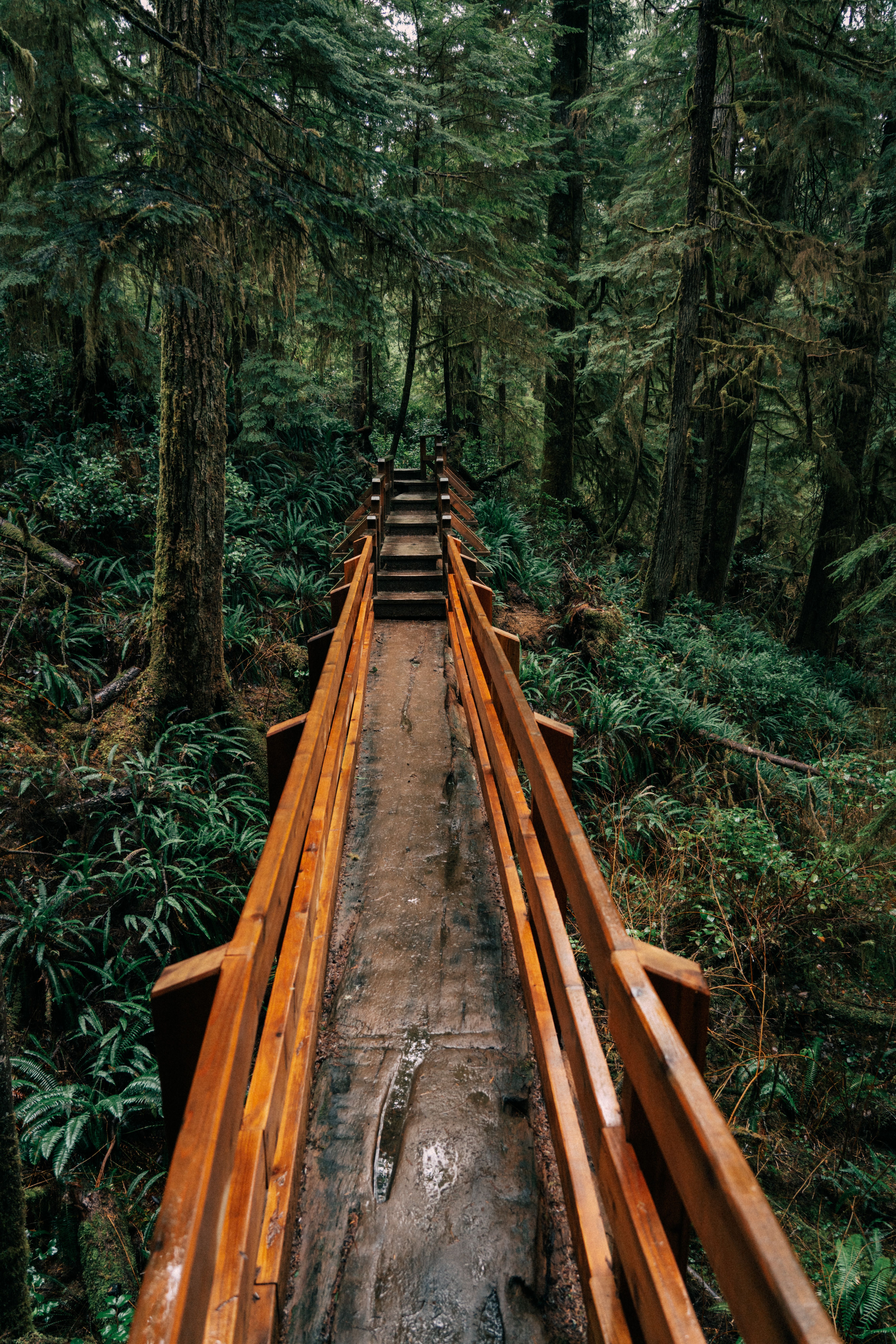 Misty coastal rainforest trail with boardwalks, ladders, and ocean views on Vancouver Island
