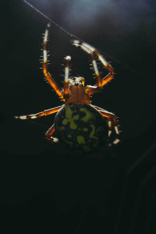 Green And Brown Spider