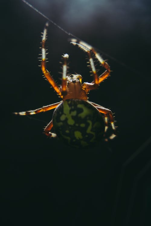 Araña Verde Y Marrón