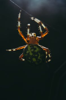 黑暗中，一只色彩缤纷的蜘蛛在柔和光线下错综复杂地编织着网，镜头以宏观视角呈现